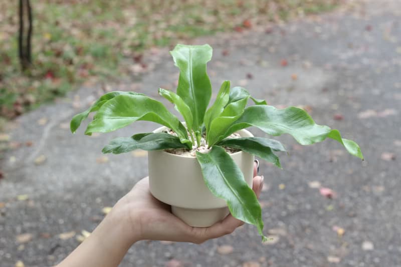土培植栽│山蘇_室內植物 辦公室盆栽 店內布置 送禮