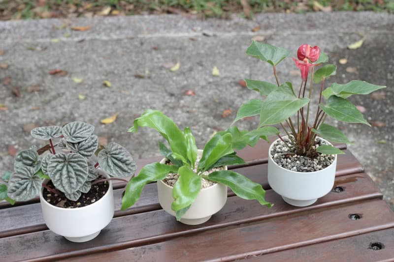 土培植栽│山蘇_室內植物 辦公室盆栽 店內布置 送禮