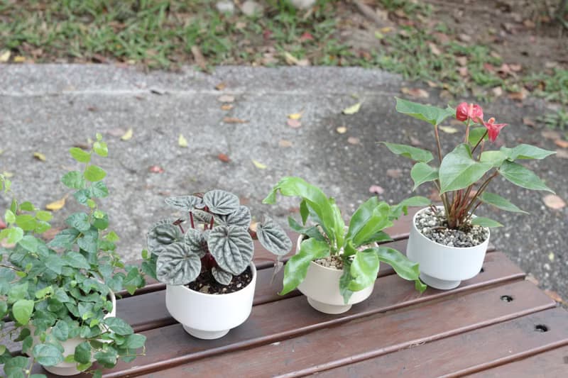 土培植栽│山蘇_室內植物 辦公室盆栽 店內布置 送禮