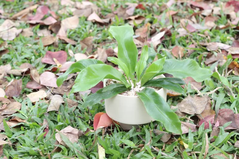 土培植栽│山蘇_室內植物 辦公室盆栽 店內布置 送禮