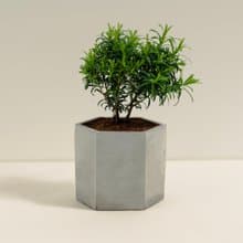 澳洲茶樹│泥作系列│福所栽
