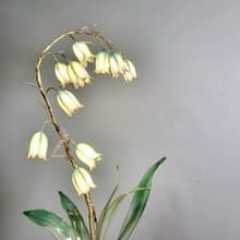 藍鈴花【閒逛花間系列 • 沾浸藝術花燈】。小夜燈。生日禮物