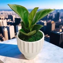 【質感爆棚】琴葉榕造型盆栽桌上型 新居開幕 自用擺設 風水植物