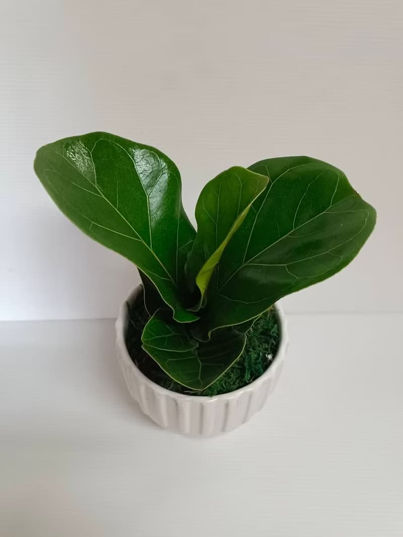 【質感爆棚】琴葉榕造型盆栽桌上型 新居開幕 自用擺設 風水植物