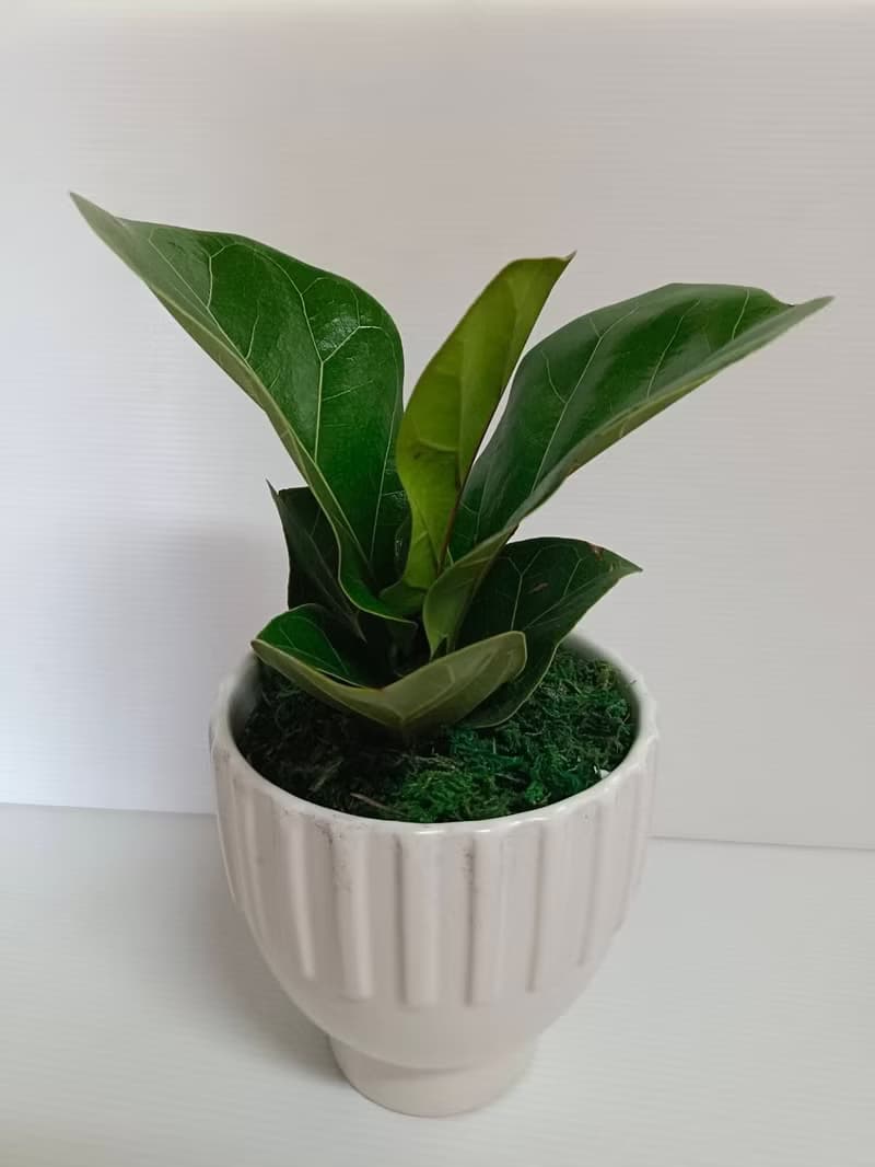 【質感爆棚】琴葉榕造型盆栽桌上型 新居開幕 自用擺設 風水植物