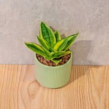 黃金虎尾蘭 莫蘭迪色系直紋陶盆 室內植物 觀葉植物 禮物 盆栽