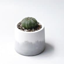 (現貨) 白灰漸層系列 | 三吋兜 圓形雙色水泥多肉植栽