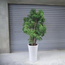 盆空間・裂葉福祿桐 植物綠化盆栽植栽 水泥盆/水磨盆