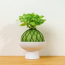 苔球植物 檸檬網紋草草綠苔球加磨砂高腳缽 苔球 苔玉 禮物 送禮
