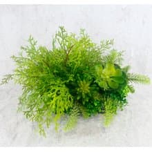 高擬真蕨草多肉植物盆栽/擬真植物/禮物/綠化/永不凋零/佈置