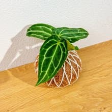 苔球植物 水晶花燭苔球 苔玉 禮物 送禮 桌上盆栽