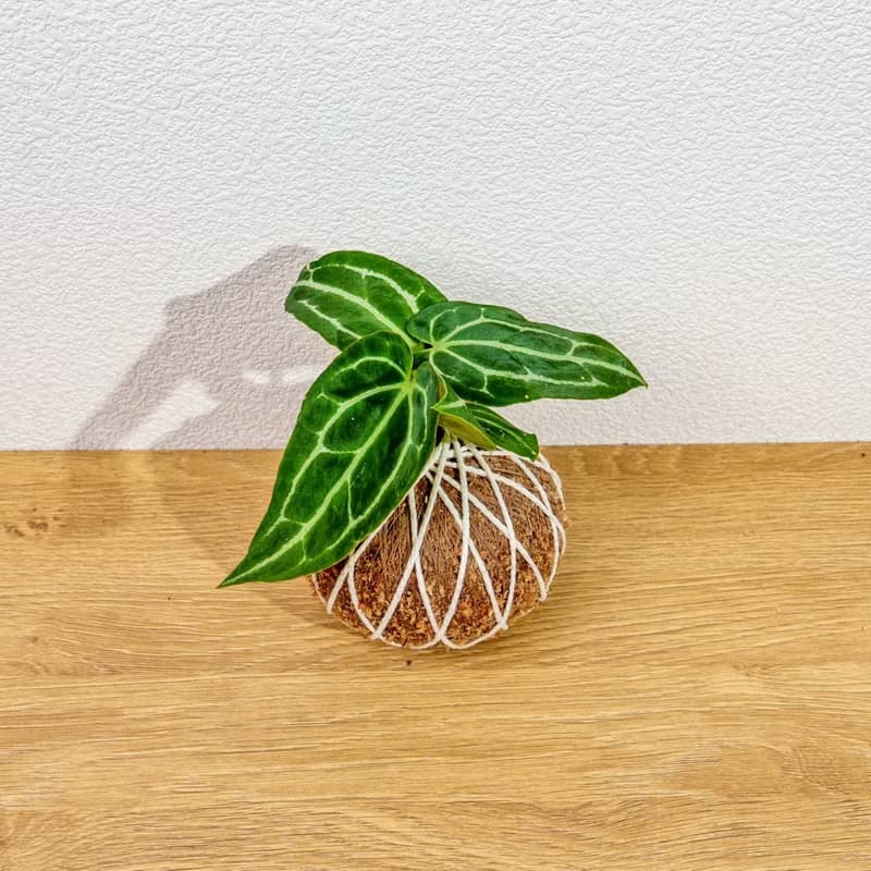 苔球植物 水晶花燭苔球 苔玉 禮物 送禮 桌上盆栽