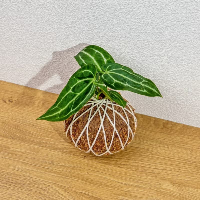 苔球植物 水晶花燭苔球 苔玉 禮物 送禮 桌上盆栽