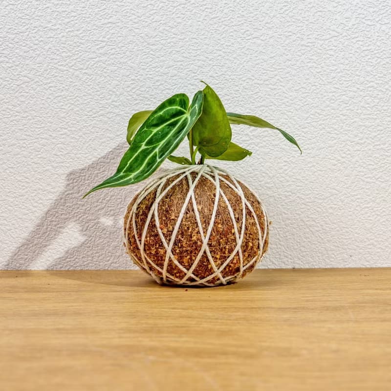 苔球植物 水晶花燭苔球 苔玉 禮物 送禮 桌上盆栽