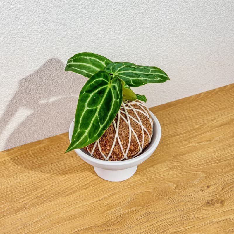 苔球植物 水晶花燭苔球 苔玉 禮物 送禮 桌上盆栽