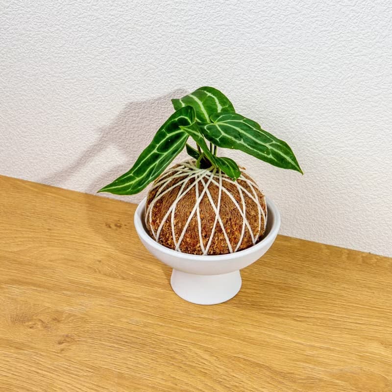 苔球植物 水晶花燭苔球 苔玉 禮物 送禮 桌上盆栽