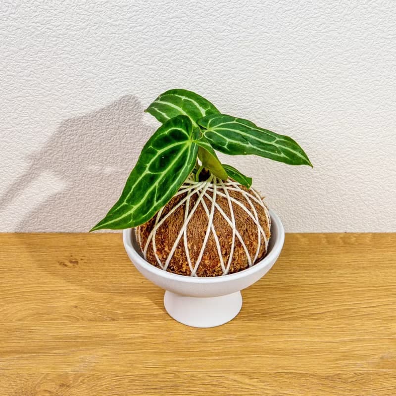 苔球植物 水晶花燭苔球 苔玉 禮物 送禮 桌上盆栽