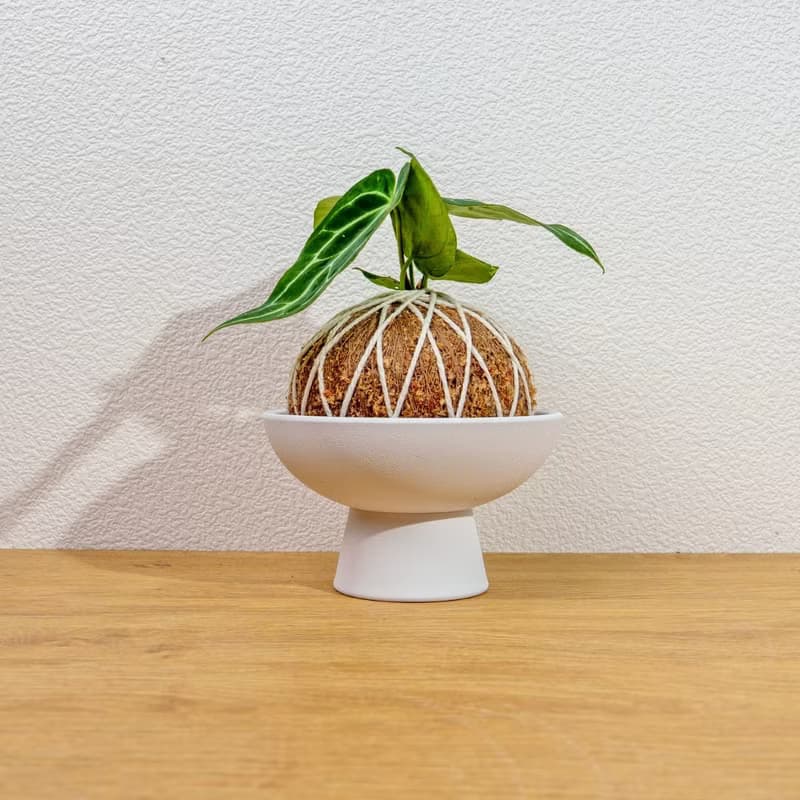 苔球植物 水晶花燭苔球 苔玉 禮物 送禮 桌上盆栽
