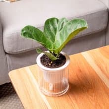 琴葉榕 免澆水盆栽 室內植物 觀葉植物  禮物 辦公室小物