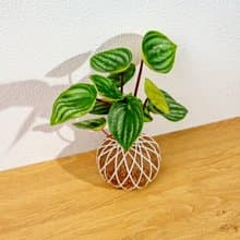 苔球植物 西瓜皮椒草苔球 苔玉 禮物 送禮 桌上盆栽