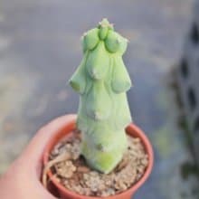 【荳荳多肉】【玉乳柱】喬遷│送禮│升遷│多肉植物