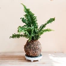 【腎蕨苔球】 室內植物/ 居家擺設/ 室內植物