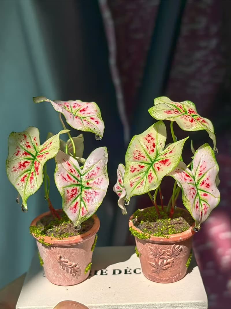 微縮粘土綠植盆栽草莓之心彩葉芋