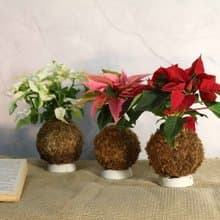 【聖誕紅苔球】共3色/ 需自然光/ 聖誕裝飾/ 室內植物