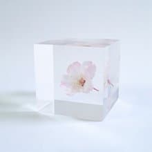 Sola cube 小松乙女櫻花立方塊_心靈之美