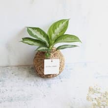 PD15黛粉葉小苔球 / 室內植物