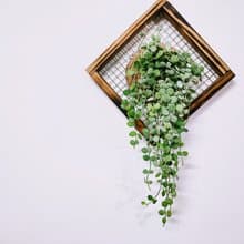 串錢藤板植│窗邊植物│陽台植物│觀葉植物│多肉