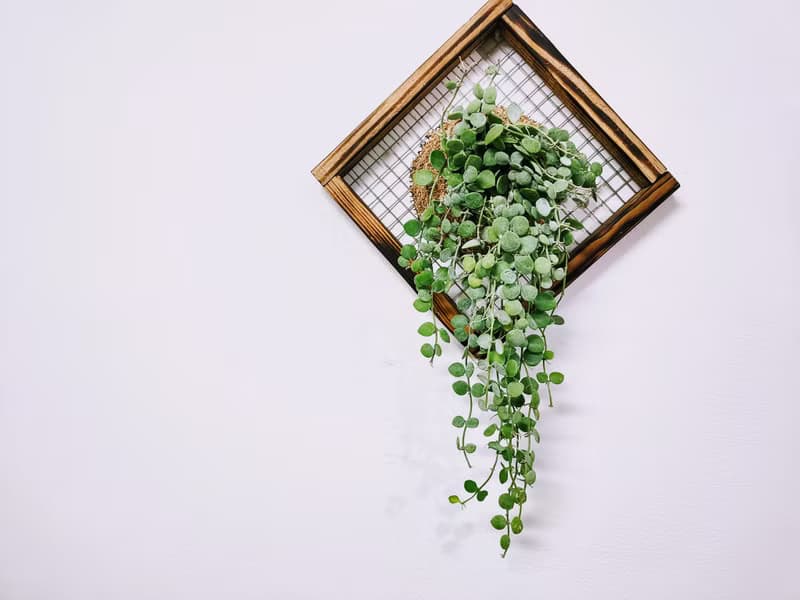 串錢藤板植│窗邊植物│陽台植物│觀葉植物│多肉