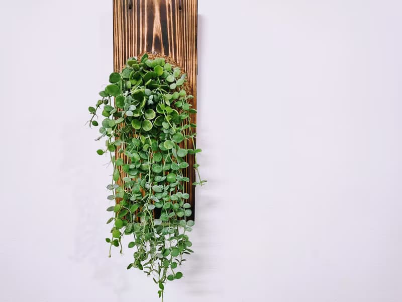 串錢藤板植│窗邊植物│陽台植物│觀葉植物│多肉
