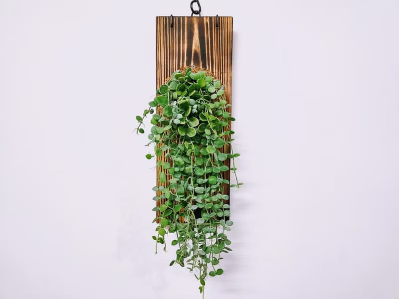 串錢藤板植│窗邊植物│陽台植物│觀葉植物│多肉