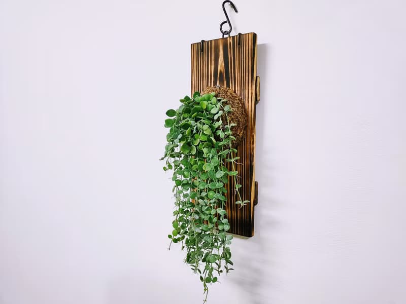 串錢藤板植│窗邊植物│陽台植物│觀葉植物│多肉