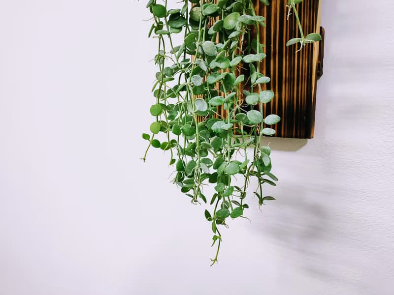 串錢藤板植│窗邊植物│陽台植物│觀葉植物│多肉