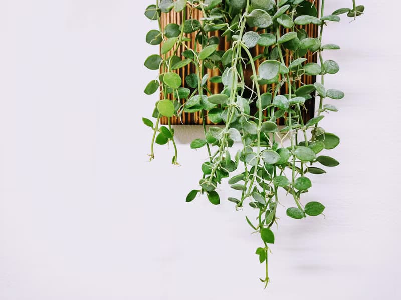 串錢藤板植│窗邊植物│陽台植物│觀葉植物│多肉