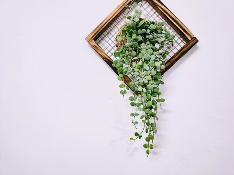 串錢藤板植│窗邊植物│陽台植物│觀葉植物│多肉