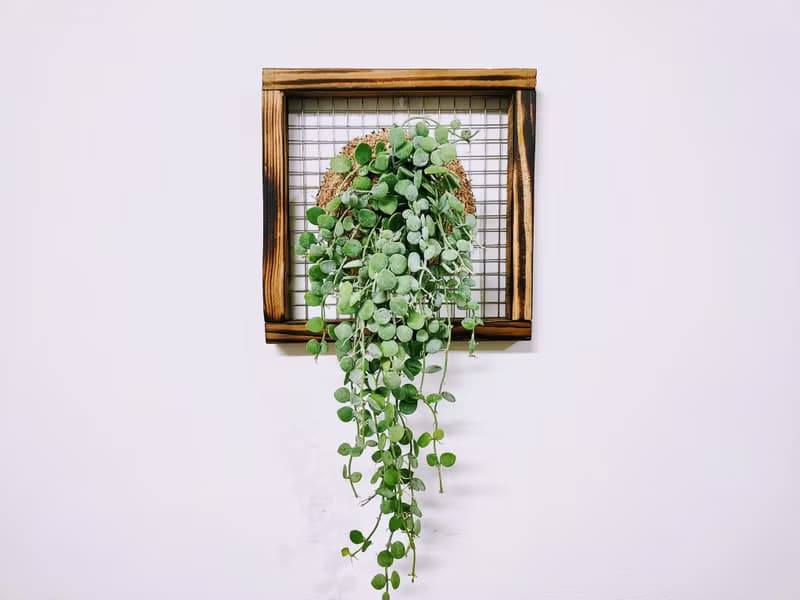 串錢藤板植│窗邊植物│陽台植物│觀葉植物│多肉