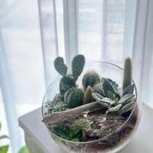 【體驗】| 桃園青埔 | 企業教學 綠植仙人掌組盆