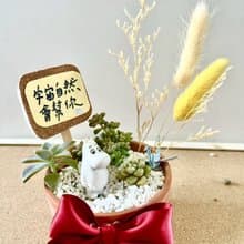 多肉組盆 多肉植物 日式枯山水 微景觀系列 Moomin 姆明 嚕嚕米