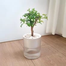 胡椒木吸水盆栽 療癒清香小樹 視覺與香氣兼具