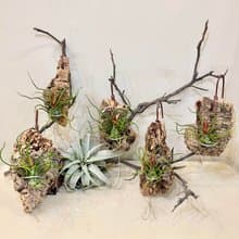 【迷你章魚空氣鳳梨】空氣鳳梨 觀葉植物 室內植物 開幕 送禮