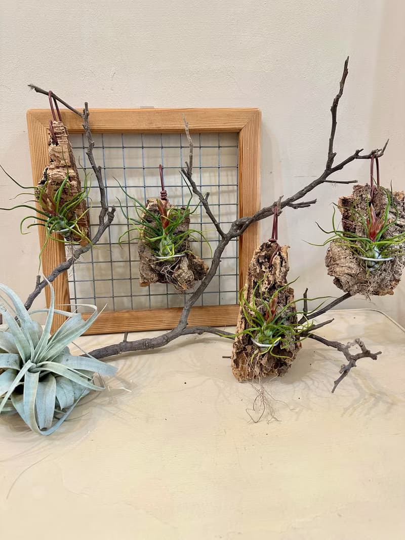 【迷你章魚空氣鳳梨】空氣鳳梨 觀葉植物 室內植物 開幕 送禮