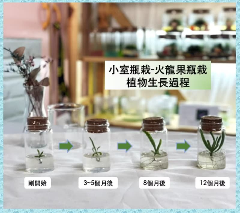 多肉植物【火龍果】 小室瓶栽 辦公室小植栽 防小人人氣王