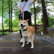 Woofy Woofy 多功能牽繩 210cm 跑步牽繩 極致灰 寵物牽繩
