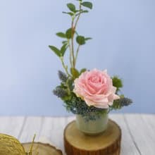 粉玫瑰榕樹枝日式陶盆香氛花禮/入厝禮/開幕/喬遷/送禮/植栽