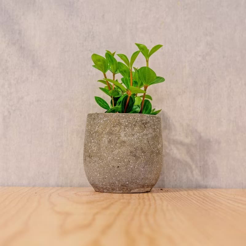 翡翠椒草 桌上型水泥盆栽 觀葉植物 禮物 盆栽 交換禮物