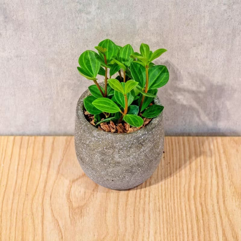 翡翠椒草 桌上型水泥盆栽 觀葉植物 禮物 盆栽 交換禮物