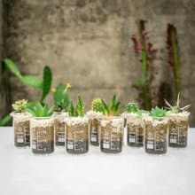 燒杯的微景 25ml【植物保固】 禮物